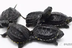 龟界地摊三杰，已然成为养龟新手的标志？图片