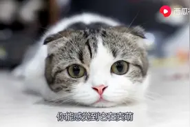 听说过么？动物眼睛有特异功能！西瓜视频带你走进奇妙的世界图片