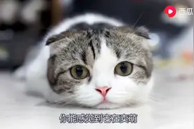 听说过么？动物眼睛有特异功能！西瓜视频带你走进奇妙的世界图片
