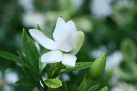 栀子花为什么会黄叶？四种原因导致，及时救治并且掌握预防技巧图片