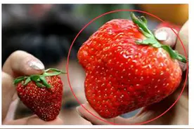 “膨大剂”是种植高产的关键吗？图片