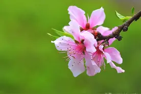 阳春三月桃花开图片