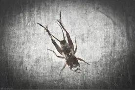 蟑螂爬进耳朵，小伙半夜从剧痛中醒来：“我以为南方的蟑螂体格健壮爬不进耳道呢”图片