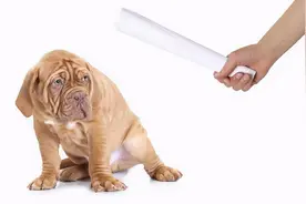 养狗雷区：这7种行为会让狗狗越来越讨厌你图片