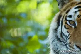 百兽之王：关于老虎的10大冷知识图片