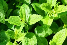 每日中药——薄荷图片