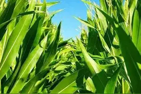 甜玉米一年两季双丰收，让你口袋满满。图片