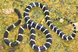 夏季蛇多钓友小心图片