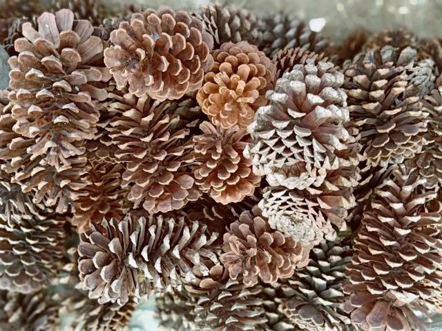 秋风吻尽银杏叶，艳遇醉美帽子峰