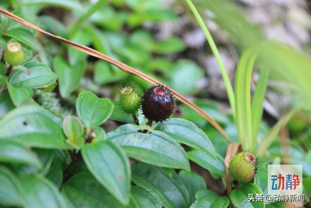 野性贵州 有问必答丨你还在傻傻补钙？这种五彩野果含钙量是牛奶的6倍
