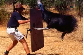 恐龙全灭绝了？不，它们一直都在甚至杀死了现代人类图片