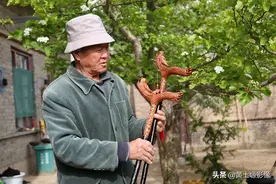 七旬农民花20年培育5000根桃木拐杖，如今销售却成了难题，咋回事图片