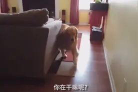 扎心！男主人回家狗狗慢悠悠迎接！但女主人回家，它疯狂冲出门图片