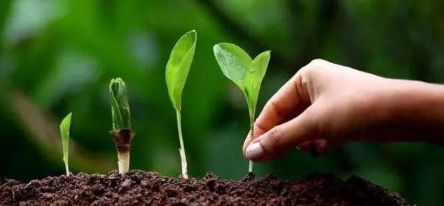 这个农药这么神？无公害而且对多中国真菌细菌有效，灭杀病害！