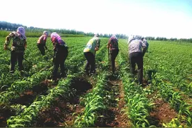 乡情散文：难忘生产队铲地送水的日子图片
