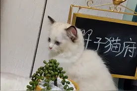 猫不能吃的东西你知道吗？为了你家猫的健康还是多了解一下吧图片