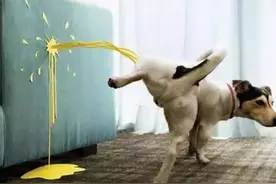 新手养狗｜如何教幼犬上厕所，建议收藏图片