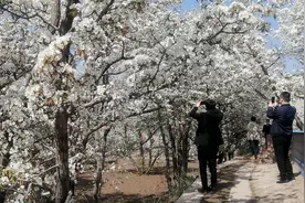 白银靖远大庙千亩梨花开成海  正是踏青赏花好时节图片