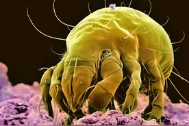 传播最广的谣言——除螨图片