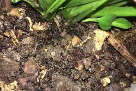 冬季室温高养花全是“小飞虫”，教你几个小窍门，专治小黑飞图片