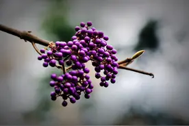 广东农村只要认识这几种植物，不用去花店，也可以建造一个花园图片
