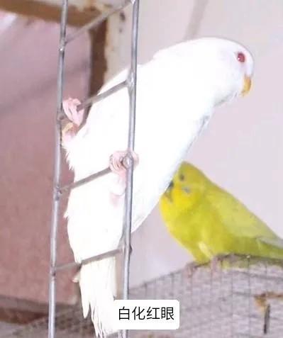 黄绿鱼鳞鹦鹉