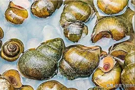 回不去的故乡之：摸螺蛳图片