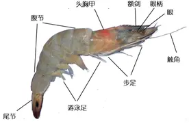 “虾线”到底有多脏？不除“虾线”行不行？图片