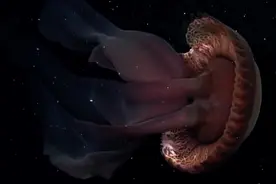 深海恐惧者的噩梦：平均一年只能见到一次，冥河水母，通往冥界图片