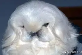 我国本土优秀犬种，第二种身价最高，第四种比大熊猫还珍贵图片