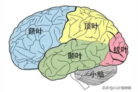 AU小绿罐科普：大脑是如何分区的？各个区域有何功能？图片