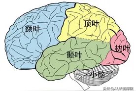 AU小绿罐科普：大脑是如何分区的？各个区域有何功能？图片