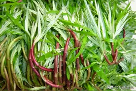 这才是农村极品美味，很多人没吃过的野菜，用来炒腊肉味道超棒图片
