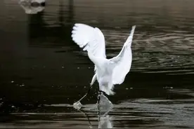 国家二级重点保护动物——白鹭，现身天塔湖图片