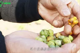 这种药材市场很稀缺，农村人种植，专家教你选种，一亩地赚5万！视频封面