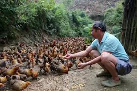 村民养的土鸡被眼镜蛇咬过后，就是著名菜肴蛇咬鸡，网友：太残忍图片