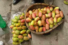 仙人掌高10米，开黄花，挂红果，长成几十年的树，太霸气了图片