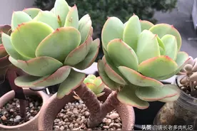 多肉一直不长，拨出来根成一团，必然是因为栽种时没有修根造成的图片