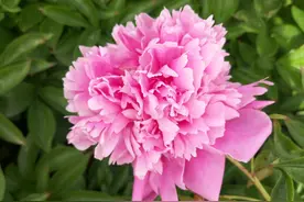 芍药有了很大的花苞，就是一直不开花怎么回事？图片