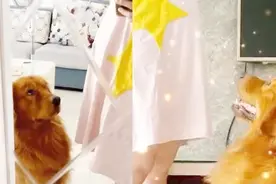 主人怀孕后狗狗超紧张 一脸严肃紧盯主人分分钟掌控全场图片