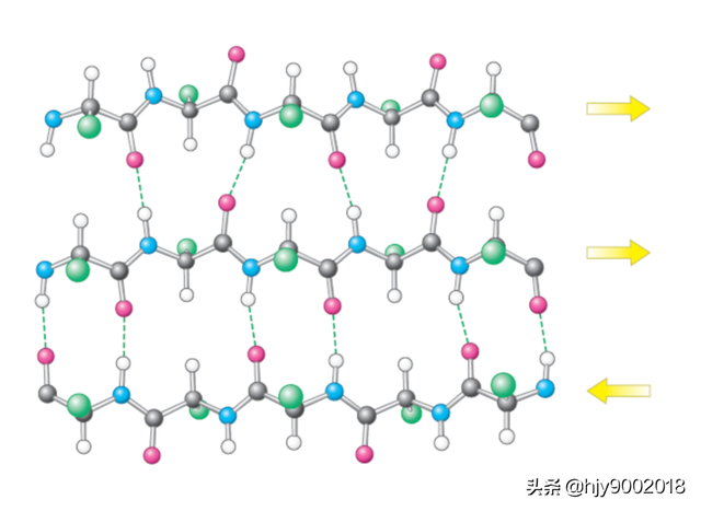 蛋白质的二级结构
