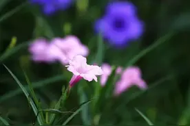 「原创诗词」阿茂 | 壮志野花成昨梦 半年岁事又峥嵘（诗词十首）图片
