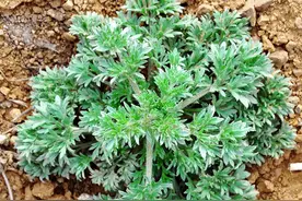 农村5月的山野菜，比韭菜营养比荠菜香，10元1斤城里人争着买图片