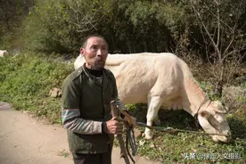 螳螂生的线状虫子，就能把牛尾巴缠断？豫西深山无尾牛有点神奇图片