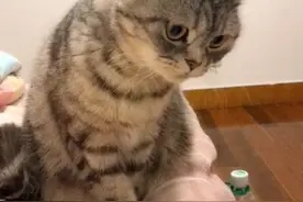 猫妈看到铲屎官在睡懒觉，于是将奶猫全塞进被窝：帮忙带娃！图片