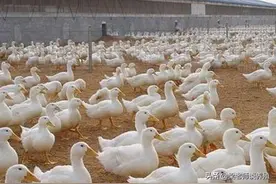 肉鸭多少天出栏最好？肉鸭快速出栏的方法有哪些？图片