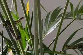 长沙男子网购盆栽，1个月后钻出10多条蛇爬满房间！这蛇有毒吗？图片