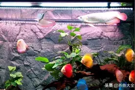 我每天给龙鱼缸里加奶粉，半年之后结果大不一样，太神奇了图片
