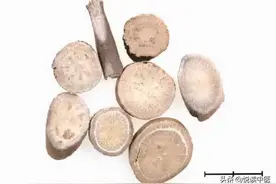 医圣张仲景为何爱用芍药？原因在于5大功效图片