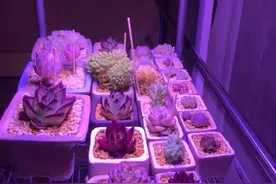 补光灯要不瞎买，多数都不管用，多肉大饼照样摊，该徒还得徒图片